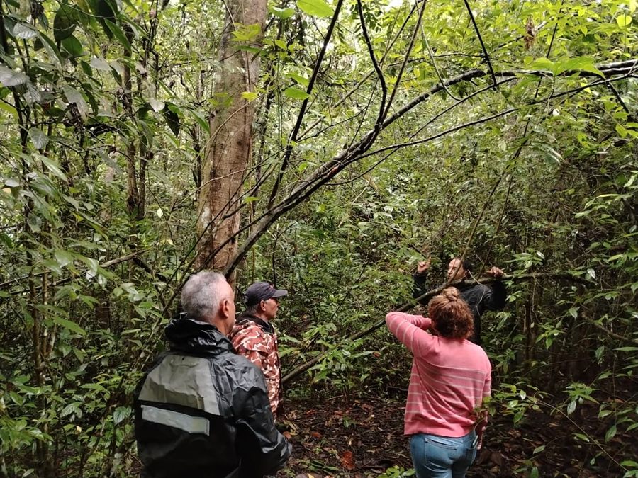 Verificación de árboles en bosque durante el seguimiento de un acuerdo en Yumbo.
